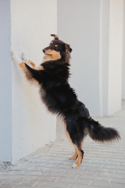 Een hond die op zijn achterpoten staat en naar de muur kijkt