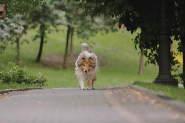 Een hond die over een weg loopt