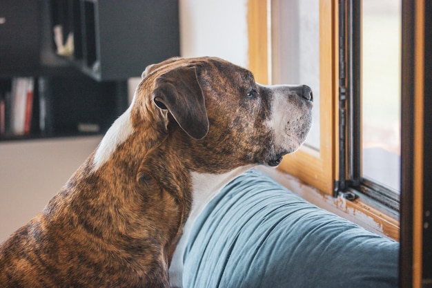 Foto een hond die uit een raam kijkt