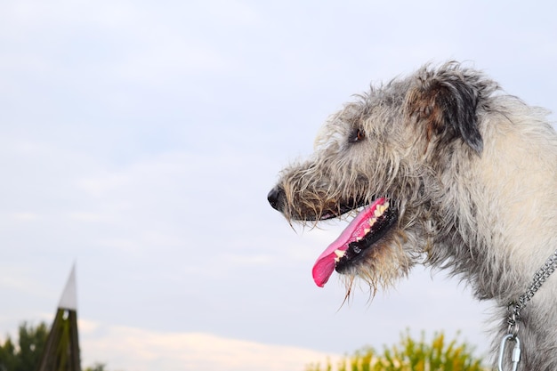 Foto een hond die zijn tong naar de lucht steekt.