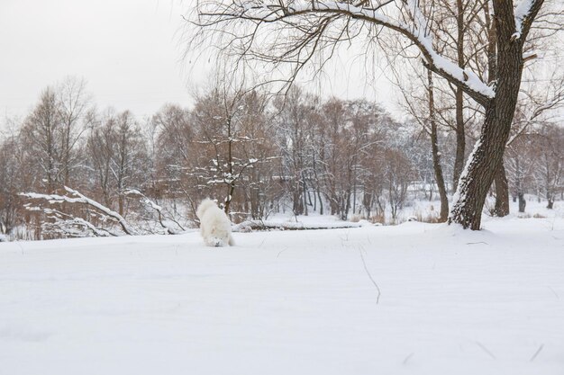 Een hond en een hond spelen in de sneeuw.