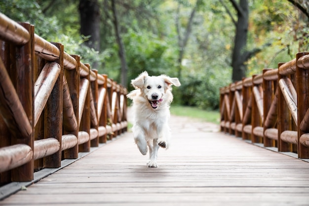 Een hond golden retriever die op een houten brug rent met zijn tong uit