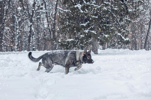 Een hond in de sneeuw met een halsband eraan
