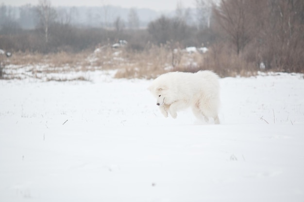 een hond in de sneeuw