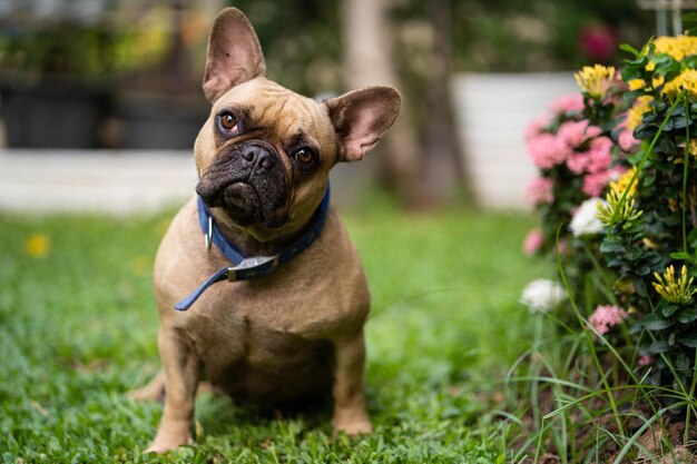 Een hond in de tuin met een blauwe halsband