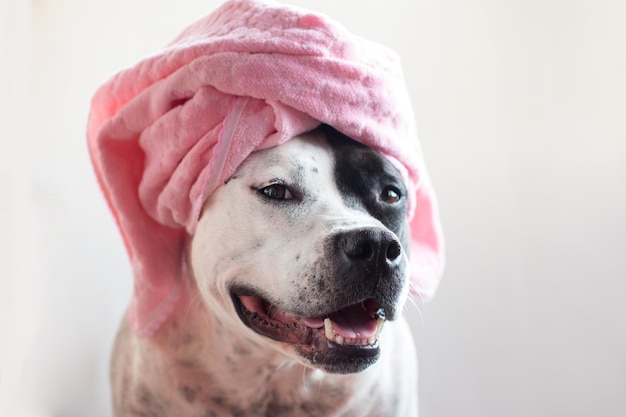 Een hond in een badhanddoek of een hoed Funny American stafford