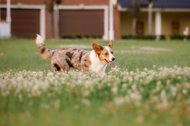 Een hond in een bloemenveld