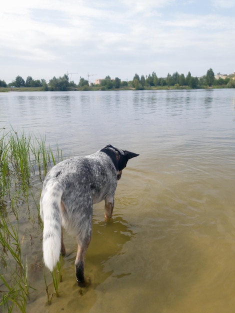 Een hond in een meer op zoek naar een stok