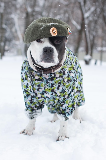 Een hond in een militair uniform en een baret Een groetekaartje voor 23 februari