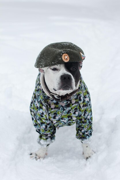 Een hond in een militair uniform en een baret Een groetekaartje voor 23 februari