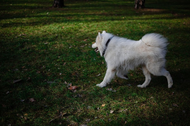 Een hond in een park met bladeren op de grond