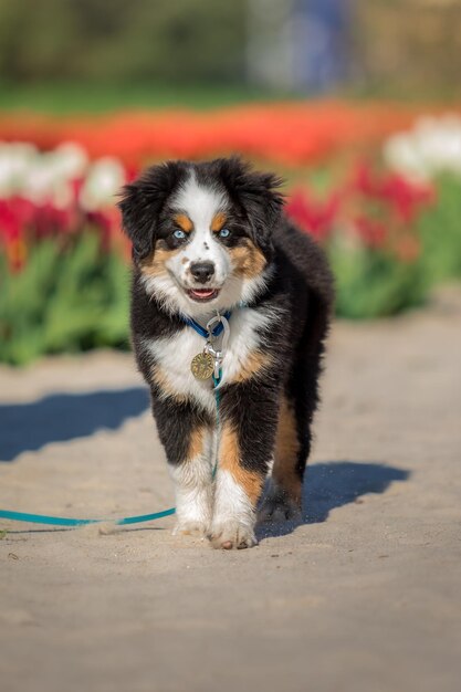 Een hond in een tulpenveld