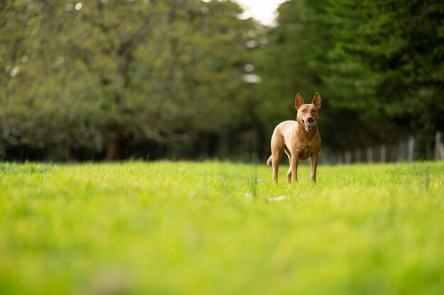 Een hond in een veld met bomen op de achtergrond