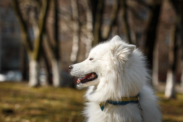 Foto een hond in het park met een halsband waarop 'hond' staat