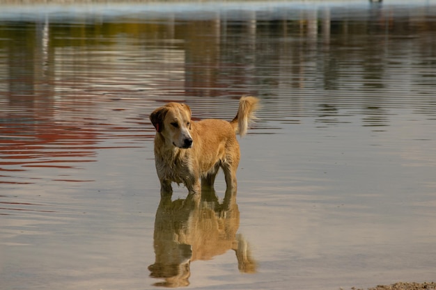 Een hond in het water