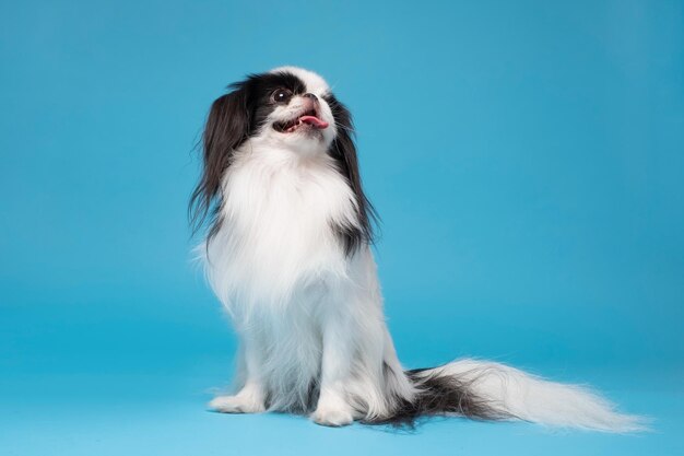 Een hond Japanse kin tegen blauwe achtergrond