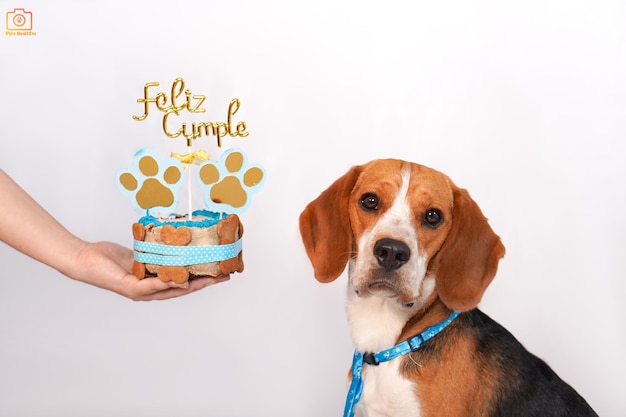Foto een hond kijkt naar een taart met het woord famile erop.