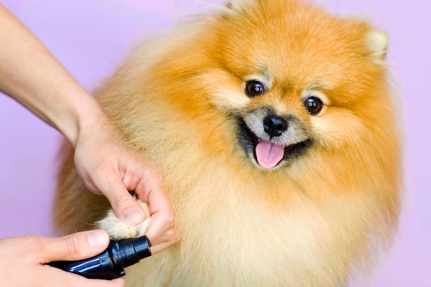 Een hond laat zijn klauwen knippen in een dierensalon. Spits. trimmer.