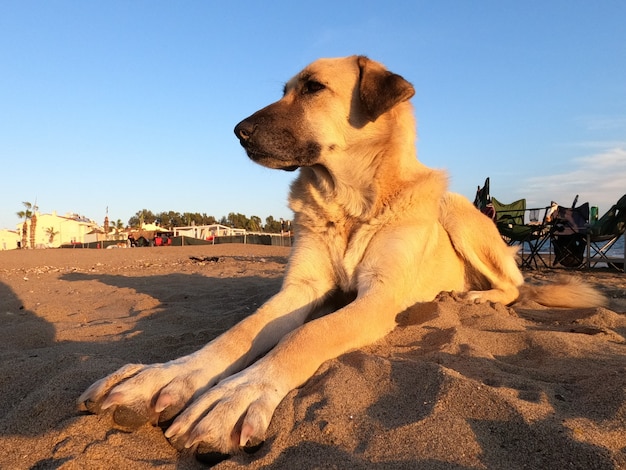 Een hond liggend op het zand