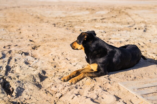 Een hond liggend op zand op het strand, met droevige ogen en natte vacht.