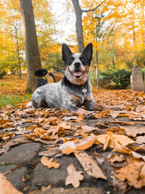 Foto een hond ligt op de grond voor wat bladeren en de naam blue heeler.