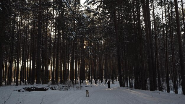 Foto een hond loopt in de sneeuw in een bos.