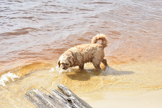 Een hond loopt langs de rivieroever