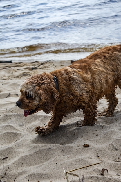 Een hond loopt langs de rivieroever