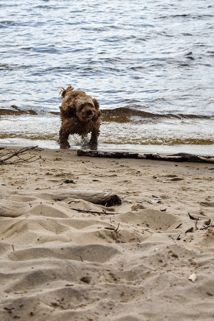 Een hond loopt langs de rivieroever