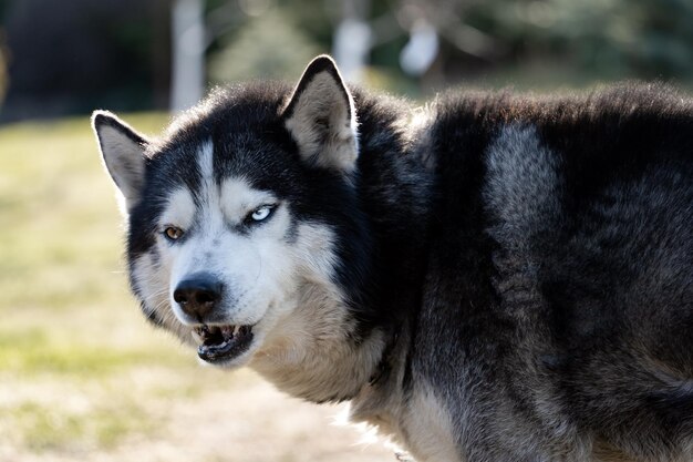 Een hond met blauwe ogen en een zwarte neus