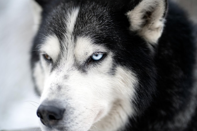 Een hond met blauwe ogen en een zwarte neus.