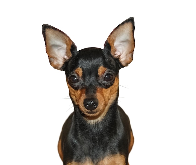 Een hond met een black and tan gezicht en een black and tan gezicht.