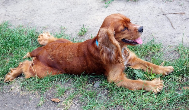 een hond met een blauwe halsband ligt op de grond.