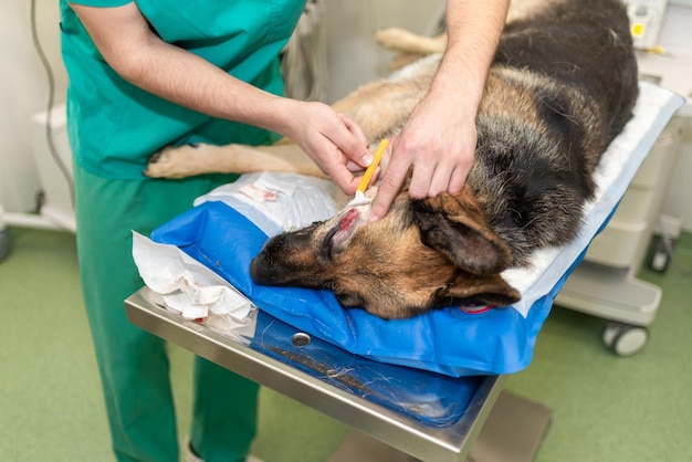 Foto een hond met een controle in zijn ogen geschoren door een dierenarts