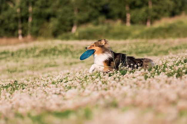 Een hond met een frisbee in zijn bek ligt in een bloemenveld.