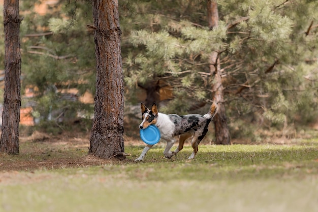 Een hond met een frisbee in zijn bek rent in een grasveld.