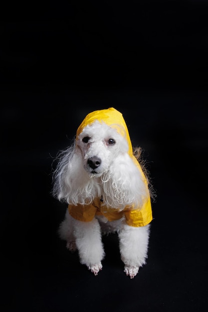 Een hond met een gele regenjas en een capuchon