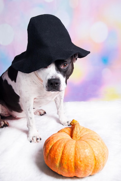 Een hond met een heksenhoed zit naast een pompoen Herfst Halloween