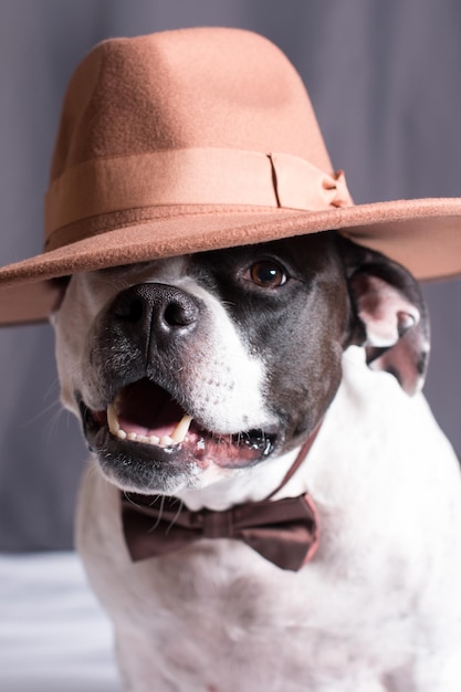 Een hond met een hoed en een vlindertje Een modieus huisdier Amerikaanse Staffordshire Terrier