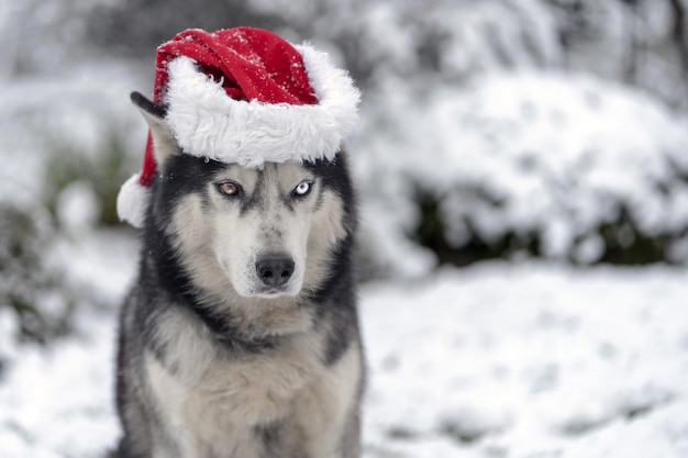 Een hond met een kerstmuts waarop staat "ik hou van honden".