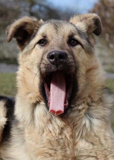 Een hond met een lange tong