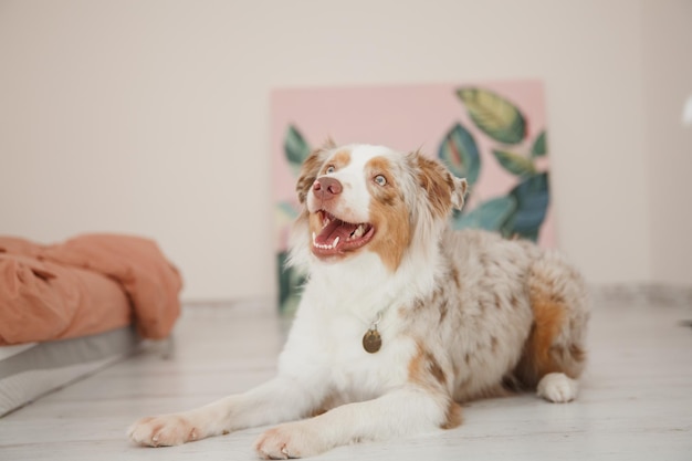 Een hond met een penning aan zijn halsband zit op een vloer naast een schilderij.