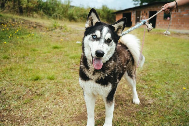 Een hond met een riem die zegt 'ik ben een hond'