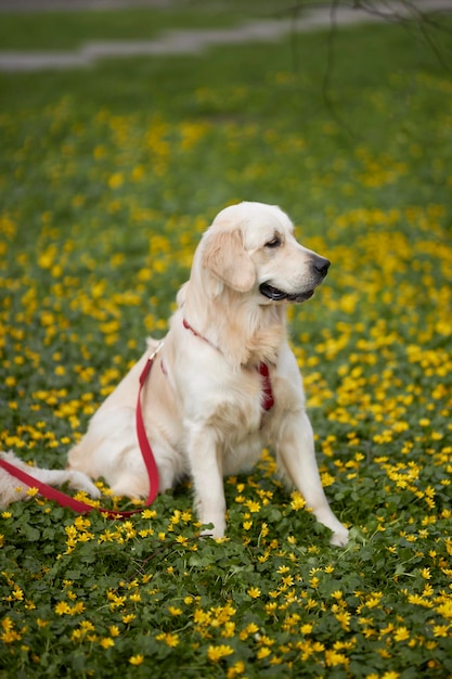 Een hond met een rode riem zit in een veld met gele bloemen.