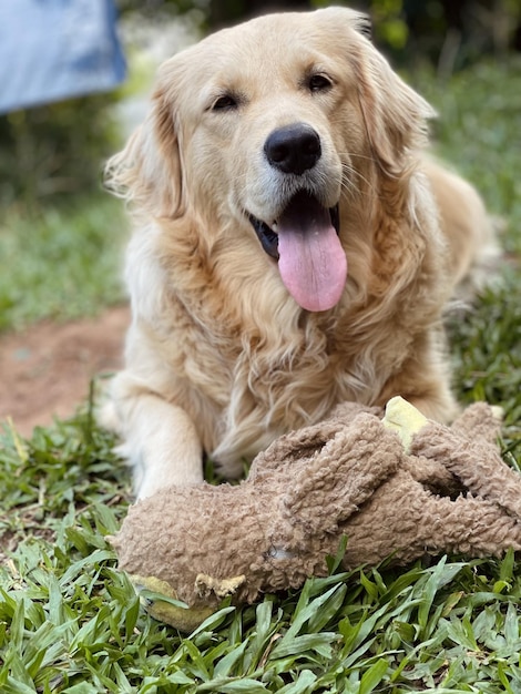 Foto een hond met een speeltje in zijn bek ligt op het gras.