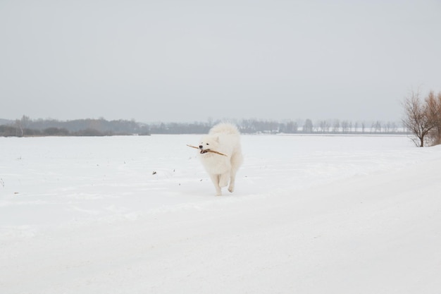 Een hond met een stok in zijn bek loopt in de sneeuw.