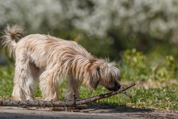 Een hond met een stok in zijn bek