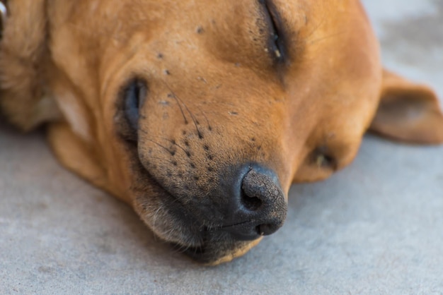 Een hond met een zwarte neus en snorharen slaapt op de grond.