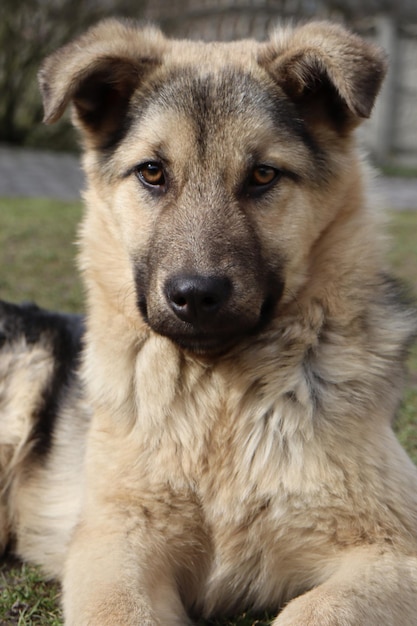 Een hond met een zwarte neus