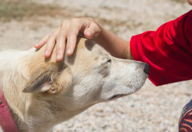 Een hond met zijn baas hand over hoofd.